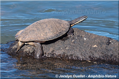 tortue - Argentine - Phrynops williamsi