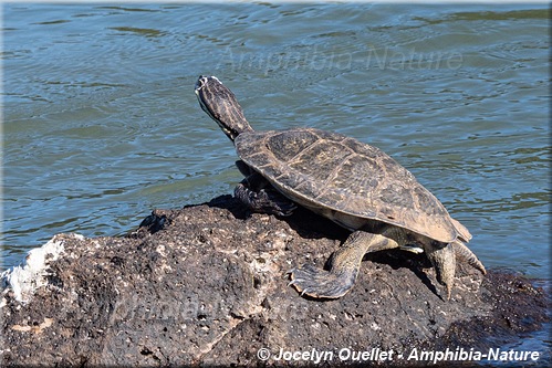 tortue - Argentine - Phrynops williamsi