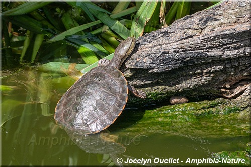 tortue - Argentine - Phrynops hilarii