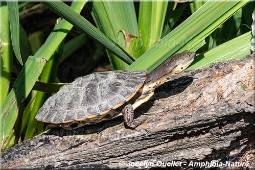 tortue - Argentine - Phrynops hilarii