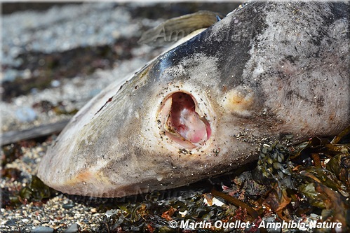 poisson-lune - bouche