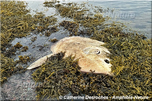 poisson-lune échouée sur le littoral du Saint-Laurent