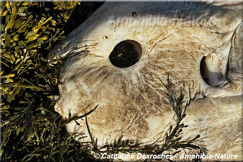 poisson-lune échouée sur le littoral du Saint-Laurent