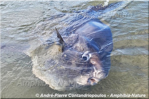 poisson-lune désorienté, Bas-Saint-Laurent