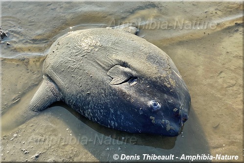 poisson-lune pesant moins de 100 kg