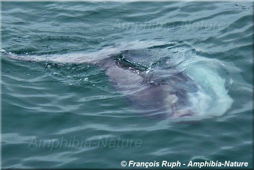 poisson-lune à Walvis Bay, Namibie.