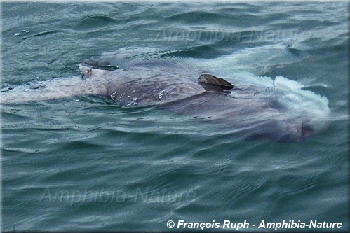 poisson-lune à Walvis Bay, Namibie.