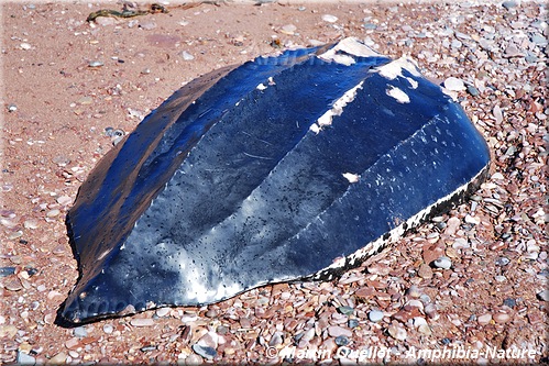 dossière d'une tortue luth